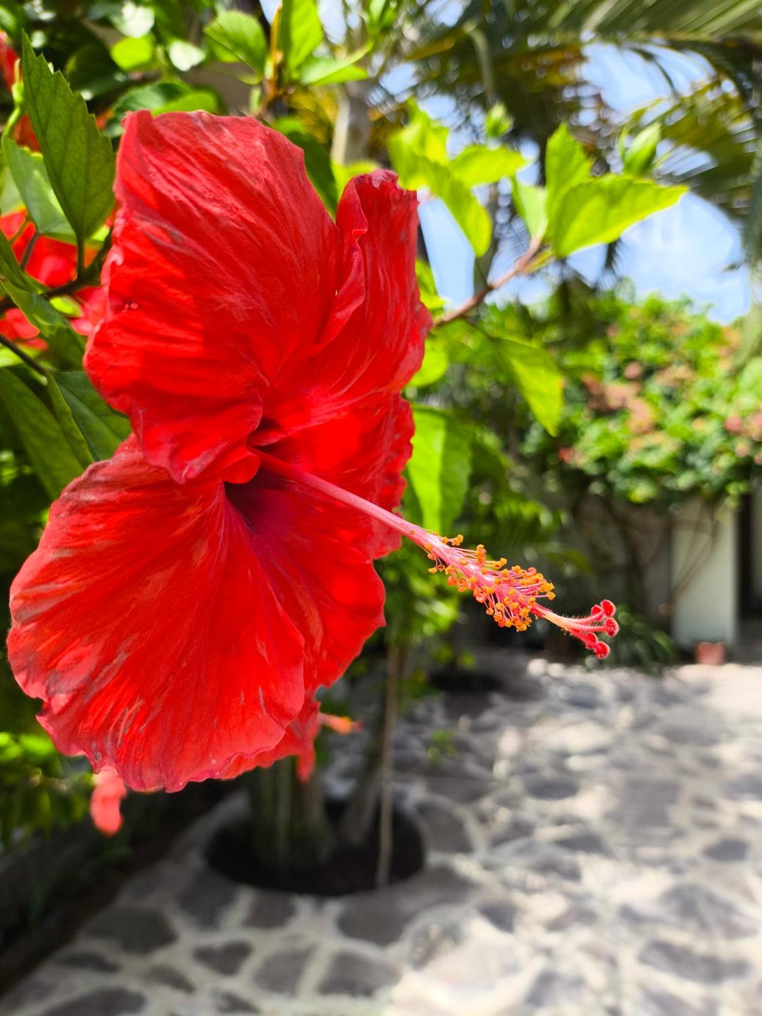 Gili Mesari Cottages & Homestay Gili Trawangan Dış mekan fotoğraf